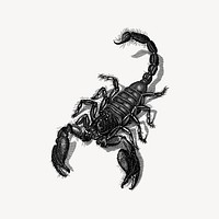 Scorpion collage element, drawing illustration vector. Free public domain CC0 image.