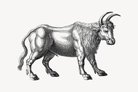 Bull collage element, drawing illustration vector. Free public domain CC0 image.