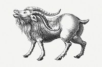 Mountain Goat clipart, vintage illustration psd. Free public domain CC0 image.