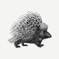 Porcupine clipart, vintage illustration psd. Free public domain CC0 image.