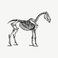 Horse bones clipart, vintage illustration vector. Free public domain CC0 image.