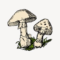 Mushroom clipart, vintage illustration vector. Free public domain CC0 image.