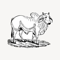 Brahman cow clipart, vintage illustration vector. Free public domain CC0 image.