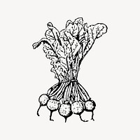 Beets clipart, vintage illustration vector. Free public domain CC0 image.