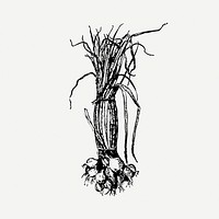 Onion collage element, black & white illustration psd. Free public domain CC0 image.