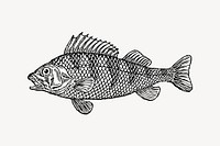 Fish clipart, vintage illustration vector. Free public domain CC0 image.