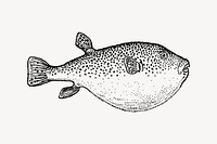 Blowfish clipart, vintage illustration vector. Free public domain CC0 image.