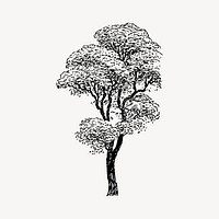 Tree clipart, vintage illustration vector. Free public domain CC0 image.
