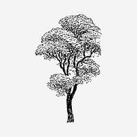 Tree, black & white illustration. Free public domain CC0 image.