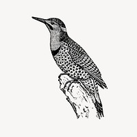 Flicker birds clipart, vintage illustration vector. Free public domain CC0 image.