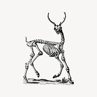 Deer skeleton clipart, vintage illustration vector. Free public domain CC0 image.