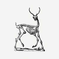 Deer skeleton collage element, black & white illustration psd. Free public domain CC0 image.