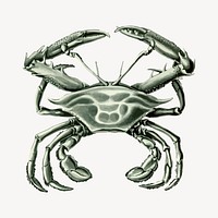 Crab clipart, animal illustration vector. Free public domain CC0 image