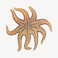 Starfish clipart, animal illustration psd. Free public domain CC0 image