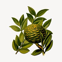 Amboina pine clipart, botanical illustration vector. Free public domain CC0 image