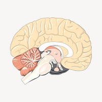 Brain clipart, illustration vector. Free public domain CC0 image.