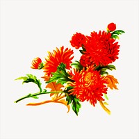 Flower clipart, botanical illustration vector. Free public domain CC0 image