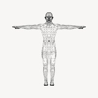 Human anatomy illustration. Free public domain CC0 image
