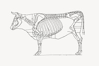 Cow diagram drawing, black and white illustration vector. Free public domain CC0 image.