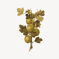 Gooseberry fruit collage element, cute illustration vector. Free public domain CC0 image.