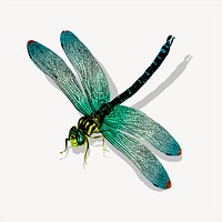 Green dragonfly clipart animal illustration vector. Free public domain CC0 image.