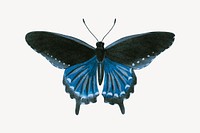 Blue butterfly clipart, animal illustration vector. Free public domain CC0 image.