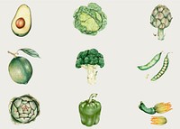 Organic vegetables vintage vector hand-drawn collection