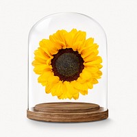 Sunflower in glass dome, Spring flower concept art