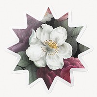 Flower vintage illustration, beautiful botanical sticker, starburst clipart with white border
