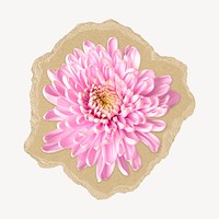 Chrysanthemum flower collage element, botanical ripped paper design psd