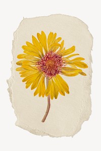 Perennial gaillardia flower, ripped paper collage element