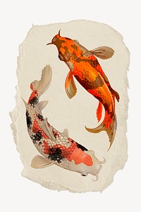 Koi fish, ripped paper collage element