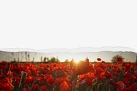 Red poppies sunset border background on torn paper