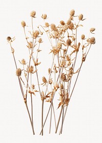 Dry Autumn flowers, aesthetic isolated image