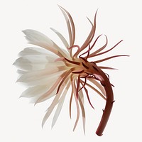Aesthetic flower, Spring isolated image