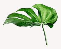 Monstera leaf sticker, aesthetic plant image psd