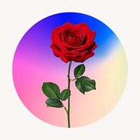 Red rose on gradient shape, round badge clipart