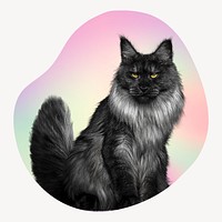 Black Maine Coon cat on gradient abstract shape badge