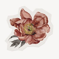 Flower illustration sticker, vintage camellia illustration