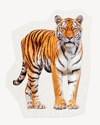 Tiger sticker, animal illustration collage element