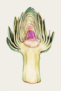 Fresh vegetable artichoke vector food painting