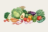 Fresh vegetable vintage vector hand-drawn set