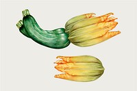 Zucchini vintage hand-drawn vector painting