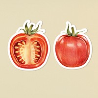 Organic food psd tomato drawing illustration