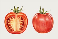 Fresh tomato vintage vector hand-drawn