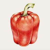 Red bell pepper vintage vecator hand-drawn