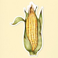 Corn sticker psd organic botanical illustration