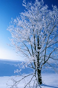A frozen tree in Japan