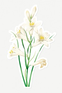 White lily flower sticker with a white border design element