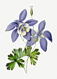 Hand drawn Columbine flower sticker with a white border